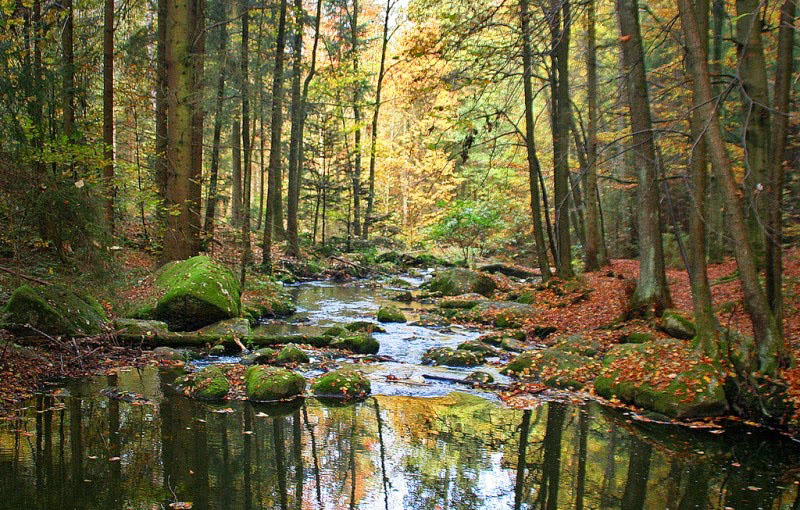This forest is a source of clean water in Kentucky