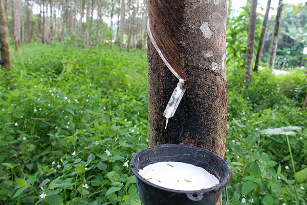 Harvesting latex from a rubber tree